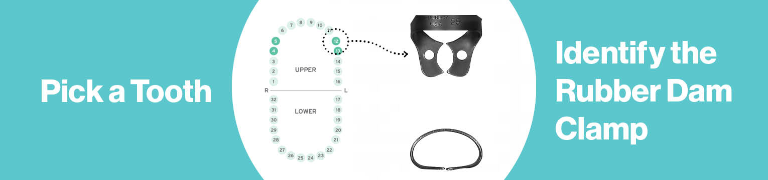 Rubber Dam Clamps Interactive