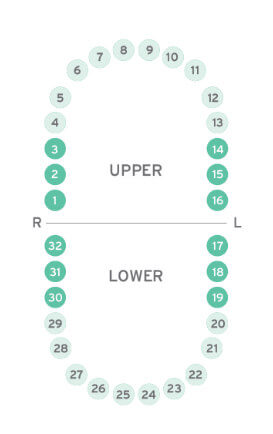 General Molar Clamps
