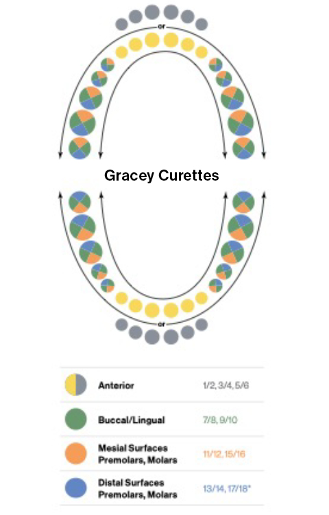 Gracey Mouthchart